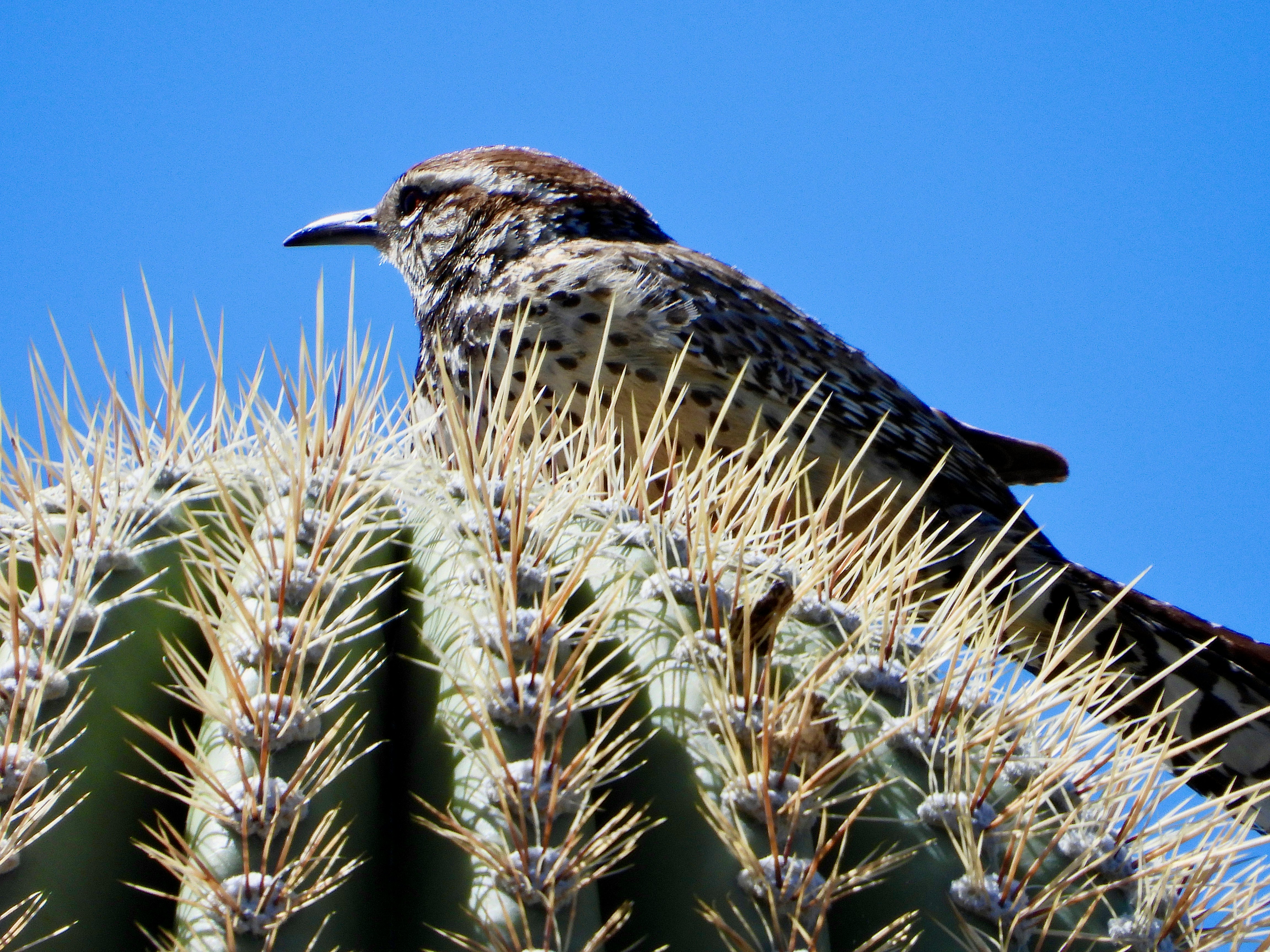 cactus wren